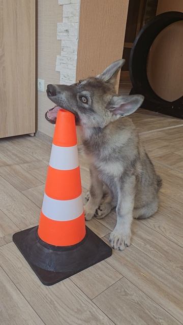 Приёмка Велесом нового реквизита) #русскийвольфхунд #собаки #щенки #животные #новоевидео #интересное