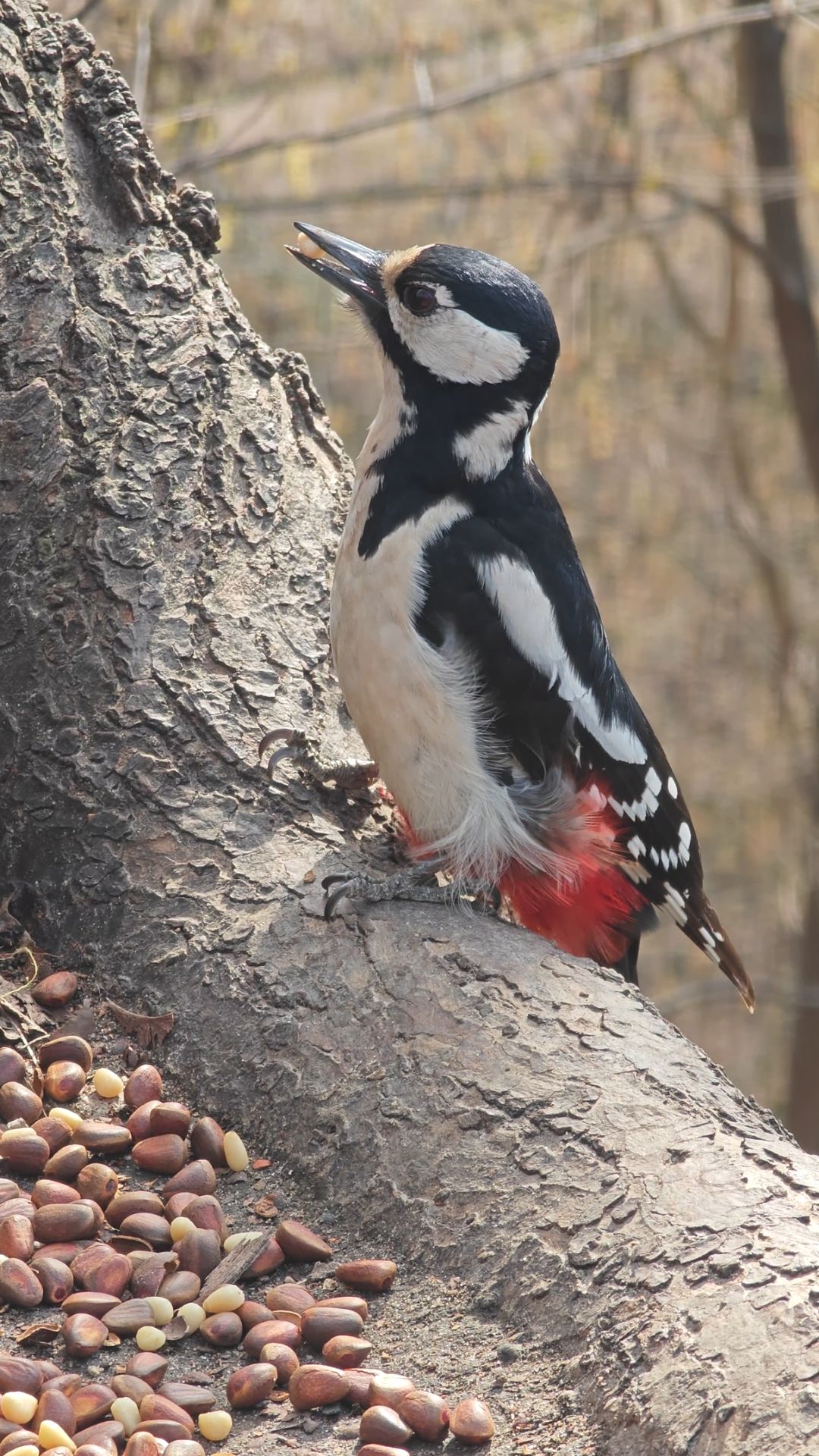 Дятел ест орешки