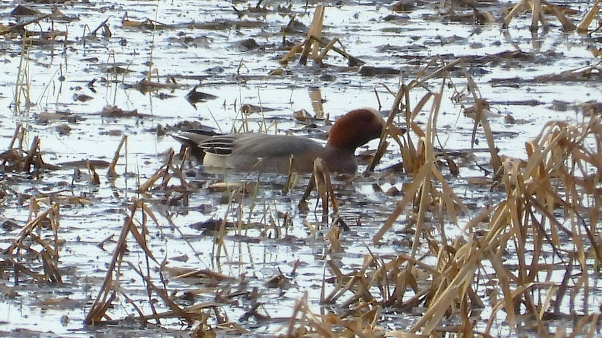 Свиязь, озеро Мячино в Великом Новгороде, 13 апреля 2026