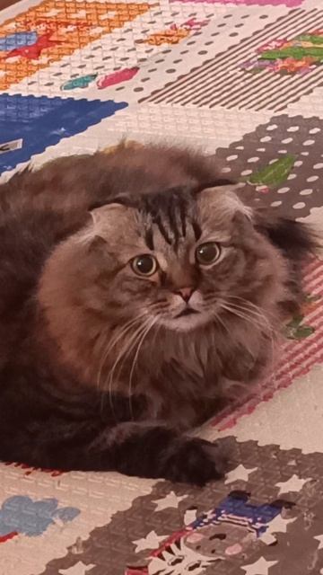 Кот в шоке #cat #shorts #кот