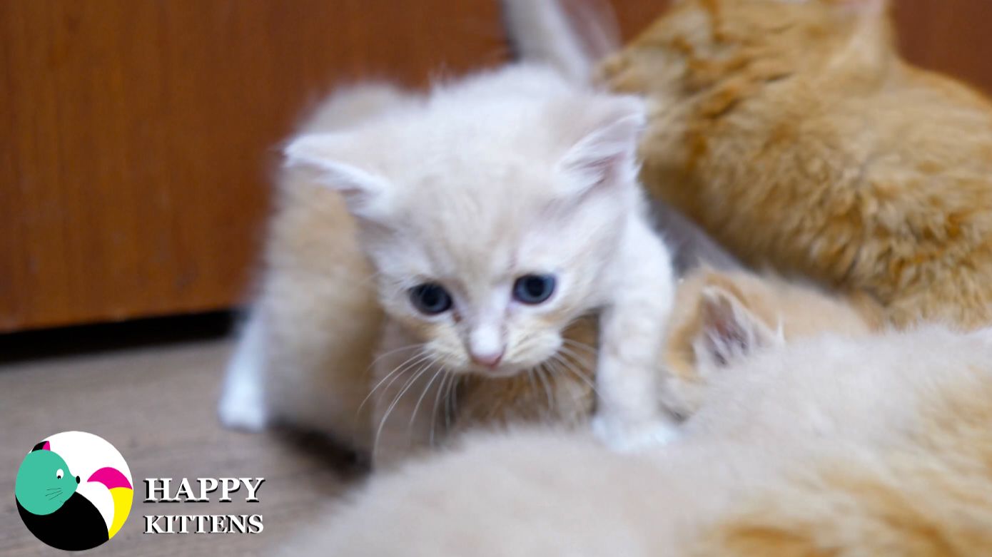 Мама-кошка кормит котят.