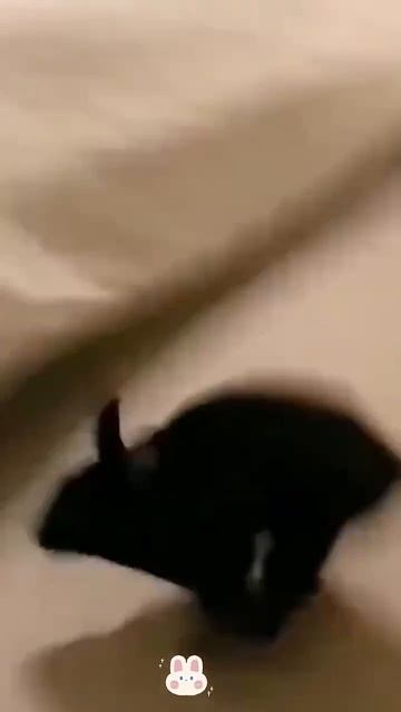 Пушистый переполох