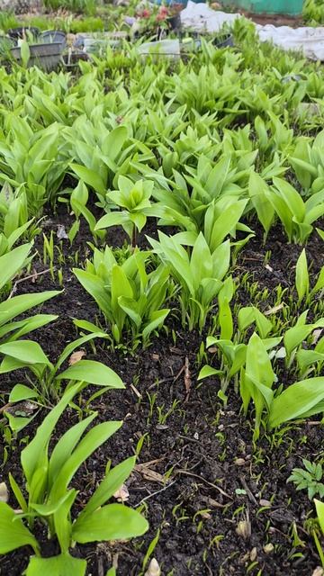 Подмосковье.13 апреля.Черемша-Медвежий лук