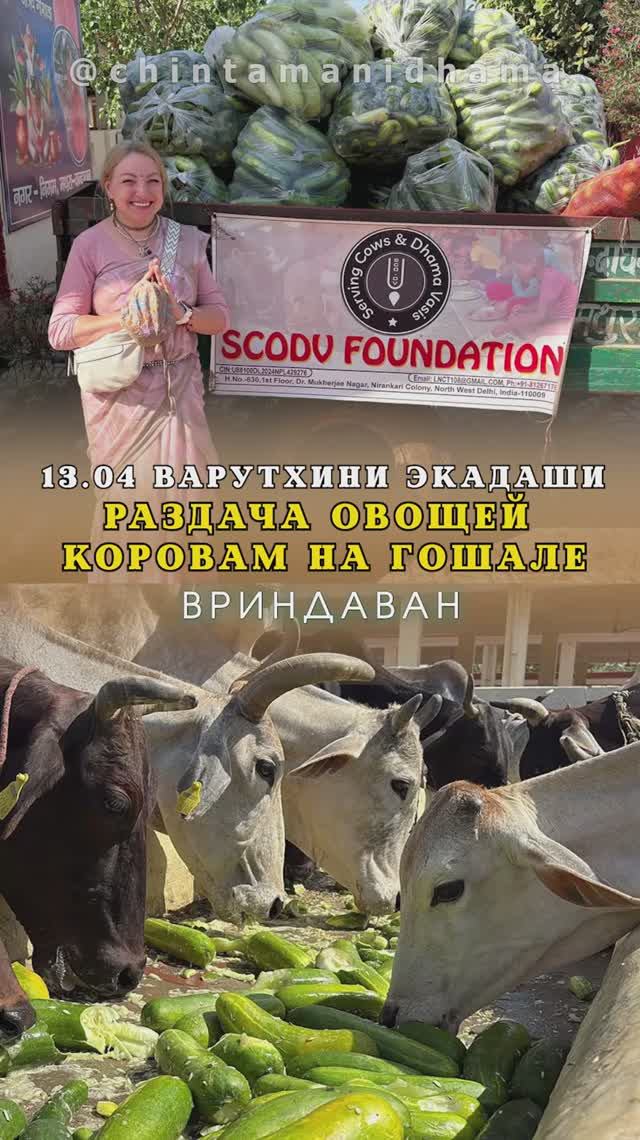13 апреля. Варутхини экадаши. Раздача овощей коровкам на гошале