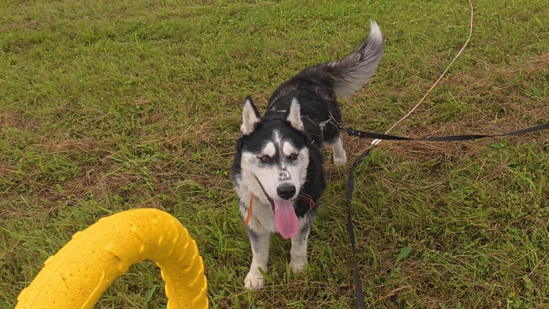 С хаски Диком на прогулке на поводке 150 метров. 2.08.2025