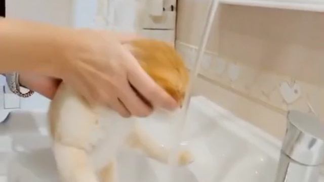 На самом деле коты могут полюбить воду