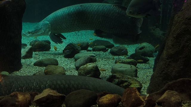 Арапайма, или пираруку. Краснохвостый сом. Чёрный паку. Рыбки. Москвариум 2026