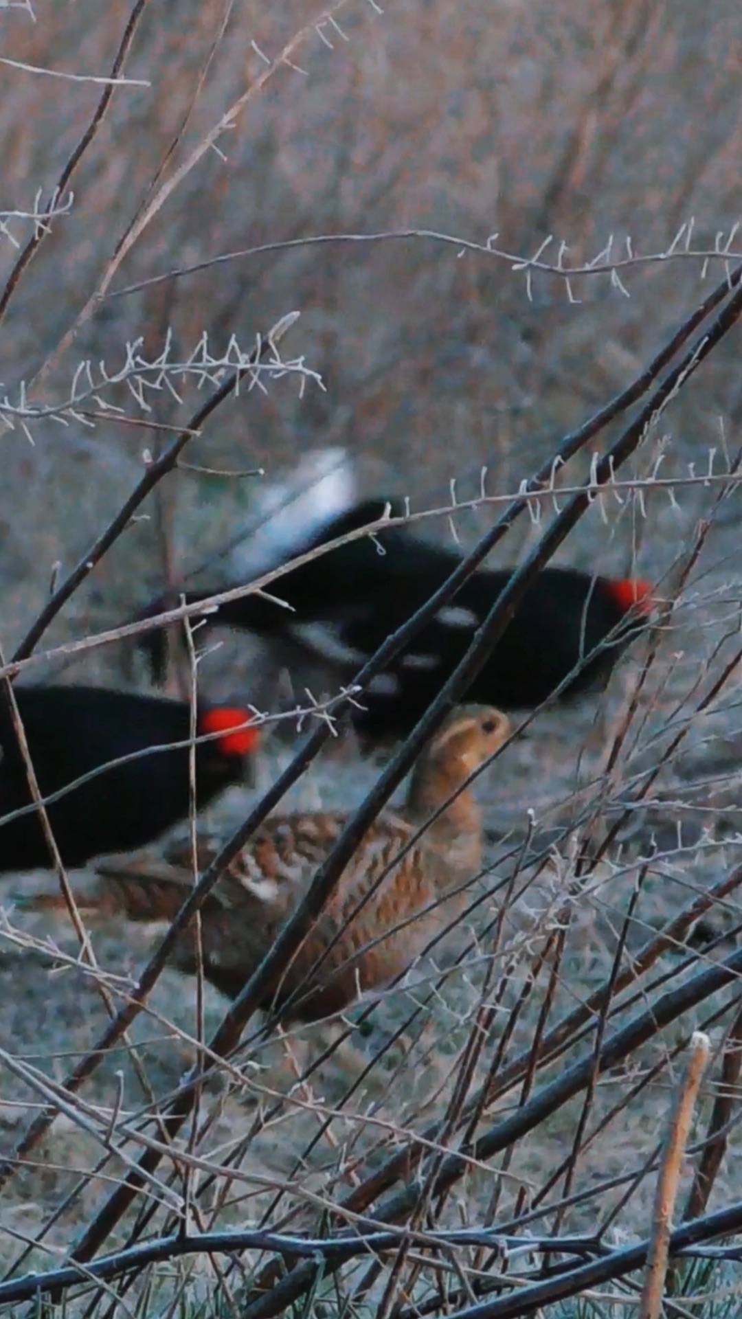 Тетерка на току