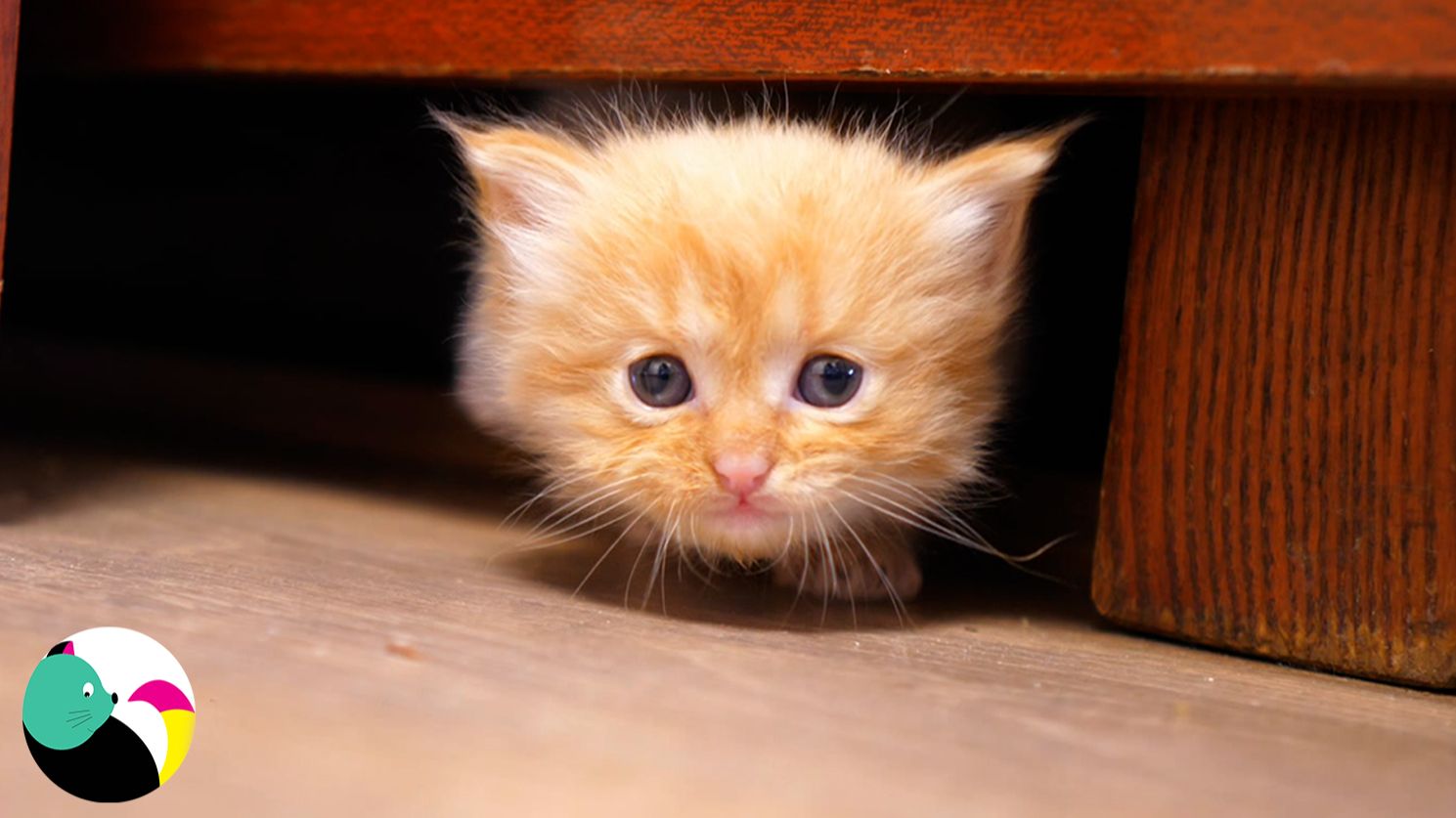 Мама-кошка заботится о своих милых котятах — нежность и уют в каждом кадре.