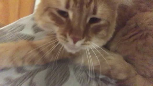 Котик крутится, 17-ая игра в темноте мутиться.