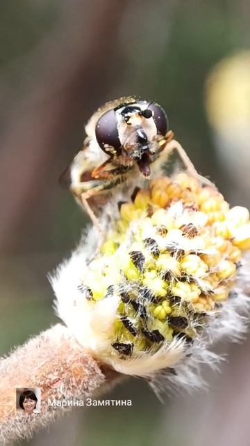 Муха-журчалка чистит хоботок.