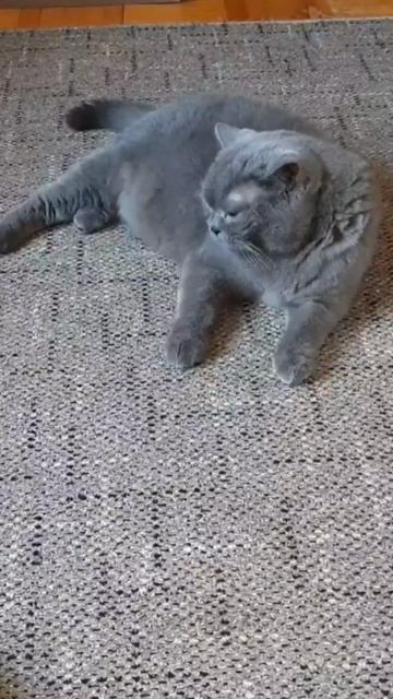 Стихи с котом.