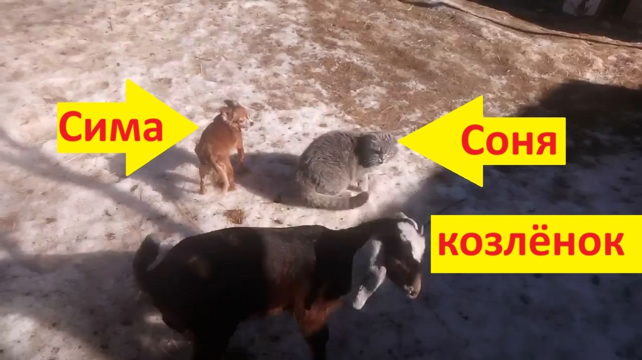 Разношёрстная компания на улице