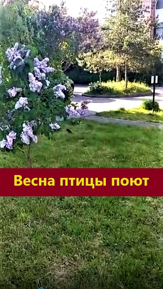 Весна. Птицы поют.
