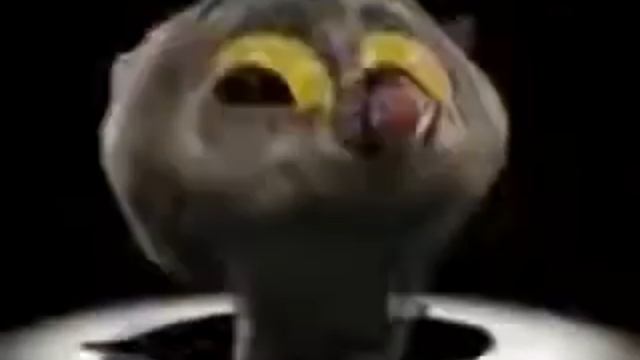 счастливый чёрный котик танцует 2 минуты и 10 секунд