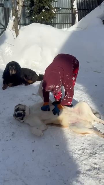 🌿 Наша красавица САО Пума 🌸 дома 🏠❗Пост в описании 🎥 #сао #собака #алабай #счастье #любовь