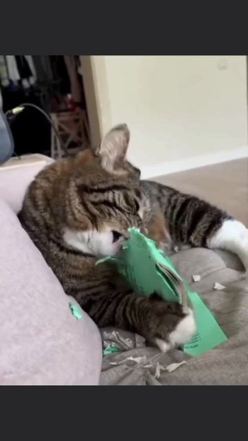 Когда домашка уже достала