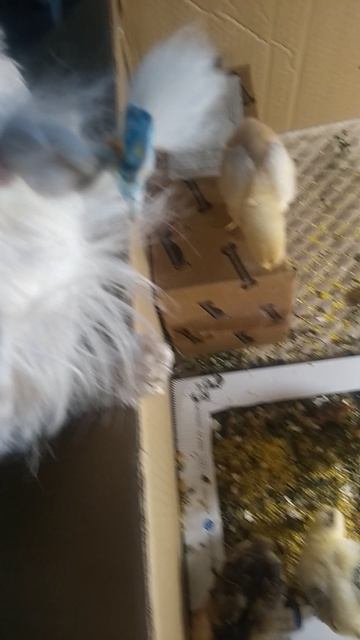 гипноз от милуши