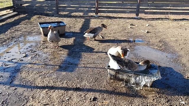 Игрища у гусей 🪿