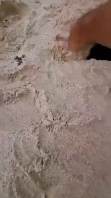 Охлаждаем кота