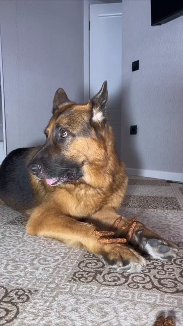 Тренирую выдержку Бэхи с любимыми угощениями от бренда «Деревенские лакомства» 🤩