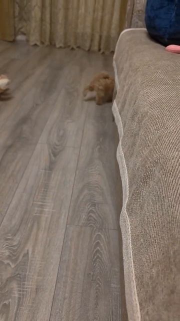 Щенок мальтипу Рокси, возраст 2,5 месяца