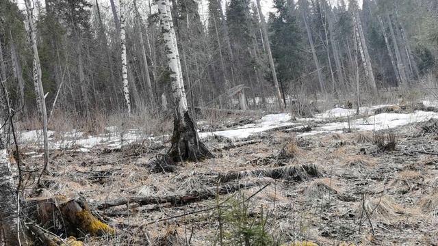 Солонец для  лося  .