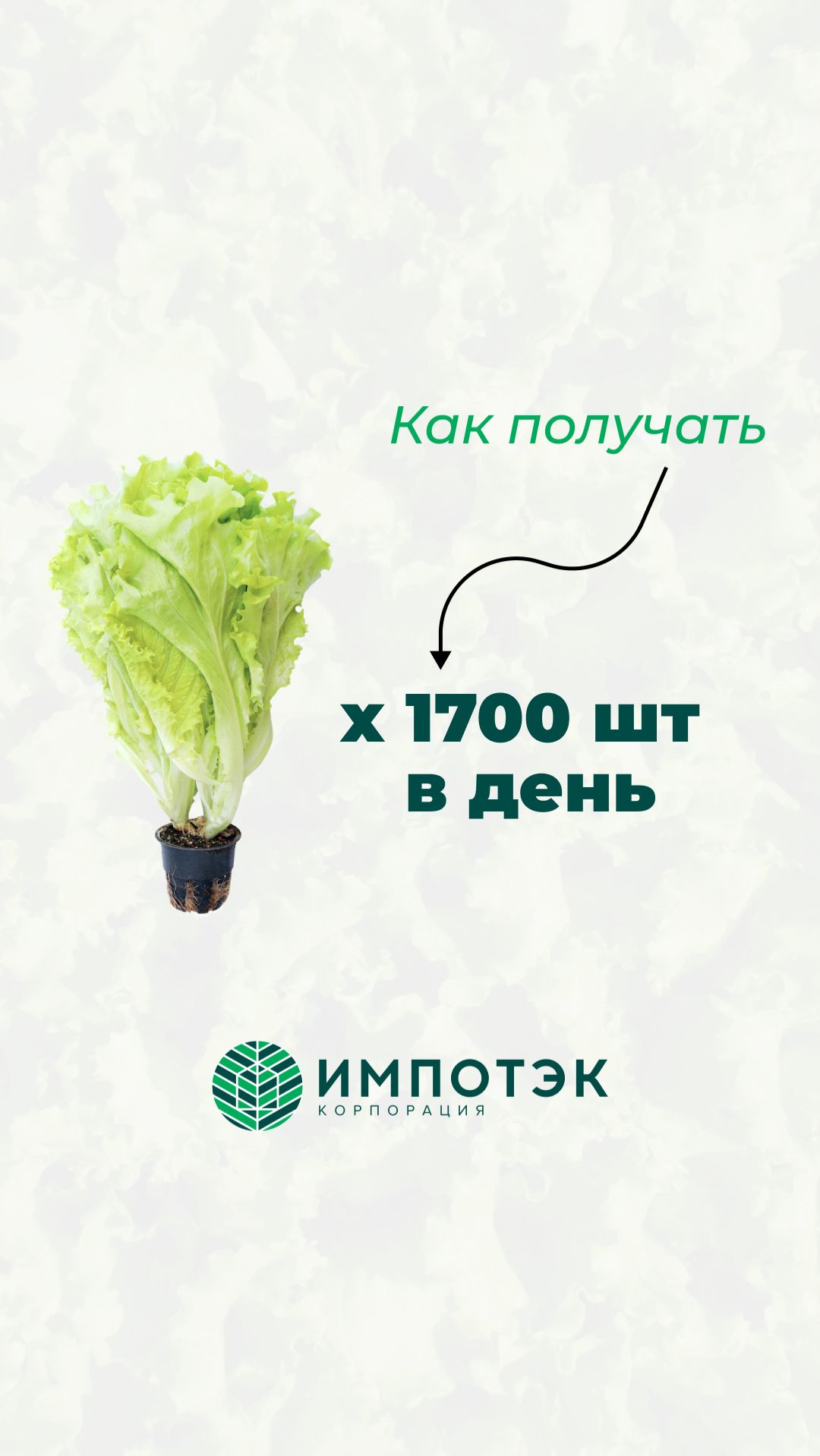 Салатная линия