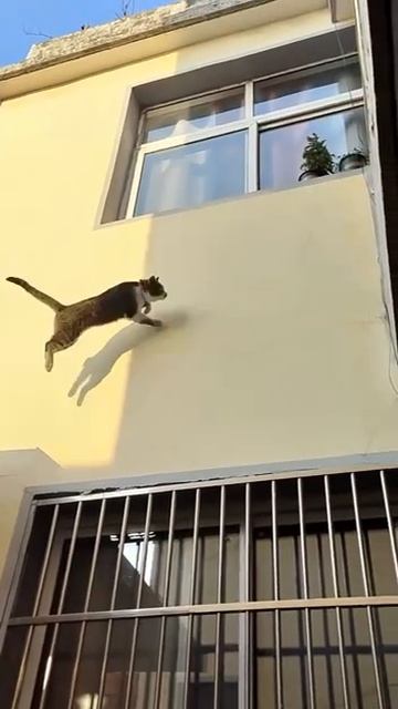 Запаркурил