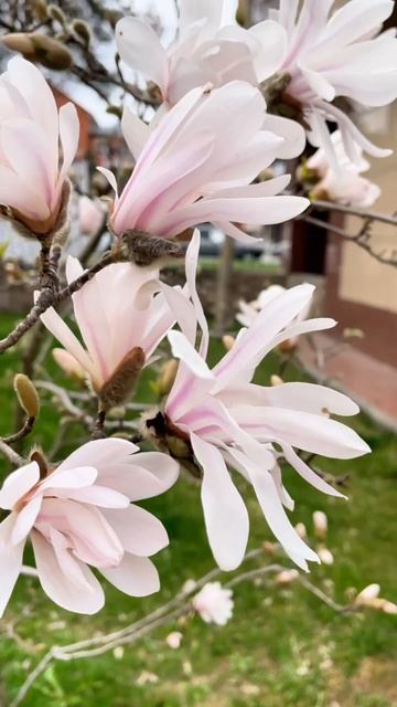 Доброе утро, КЧГУ! 🌸