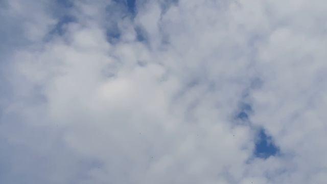 13.04.26 г. Андижанская порода голубей (2)