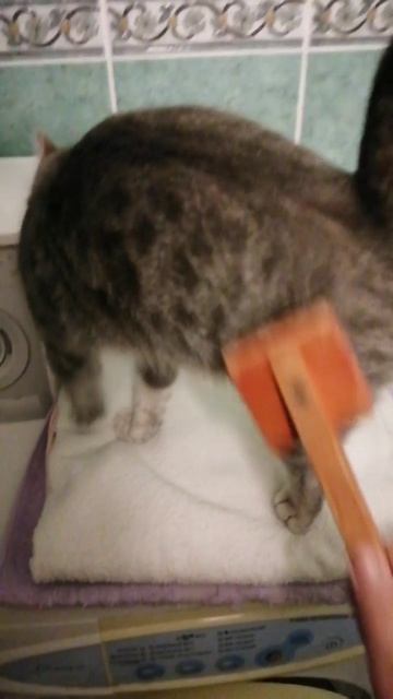 Люблю расчесываться по 100 раз в день