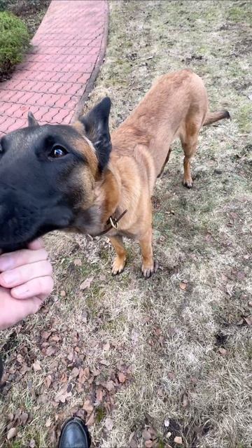 Лось, а не Малинуа 😍😍😍