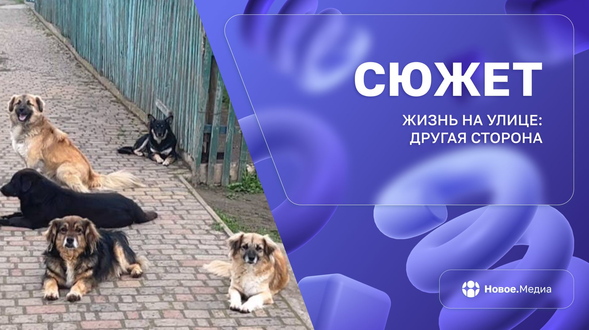 Стаи бездомных псов атакуют жителей Скадовска