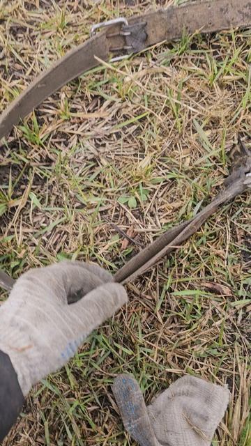 Чипы для лошадей