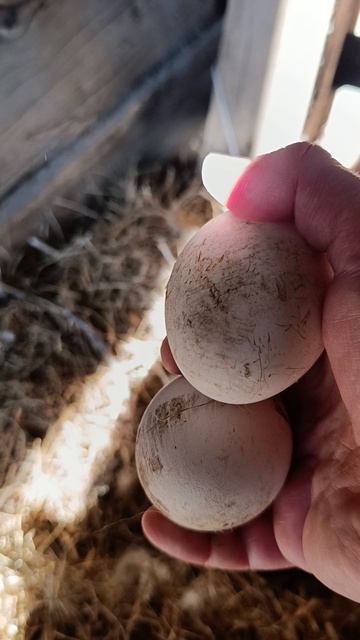 Пока гуси 🪿 гуляют ... 🪺