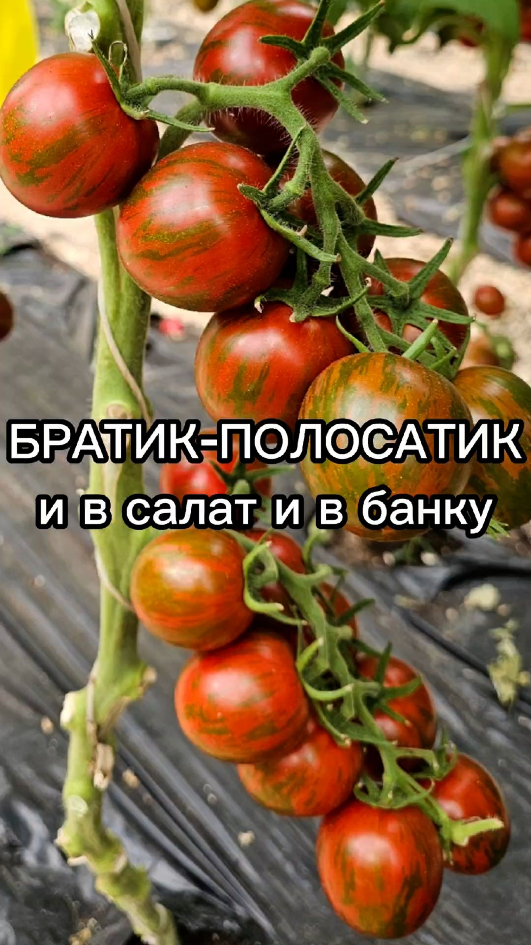 Сорт томата для теплиц и открытого грунта.