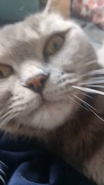 помогите нашей кошке!