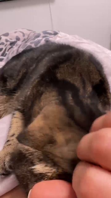 ЛЮБОВЬ НЕЗЕМНАЯ 💋ЧЕССИ ЛЮБИТ ПОЛЕЖАТЬ НА МНЕ  #cat  #моякошка #любовь