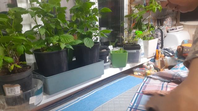 Пеку домашний хлеб. Вечерние болталки.