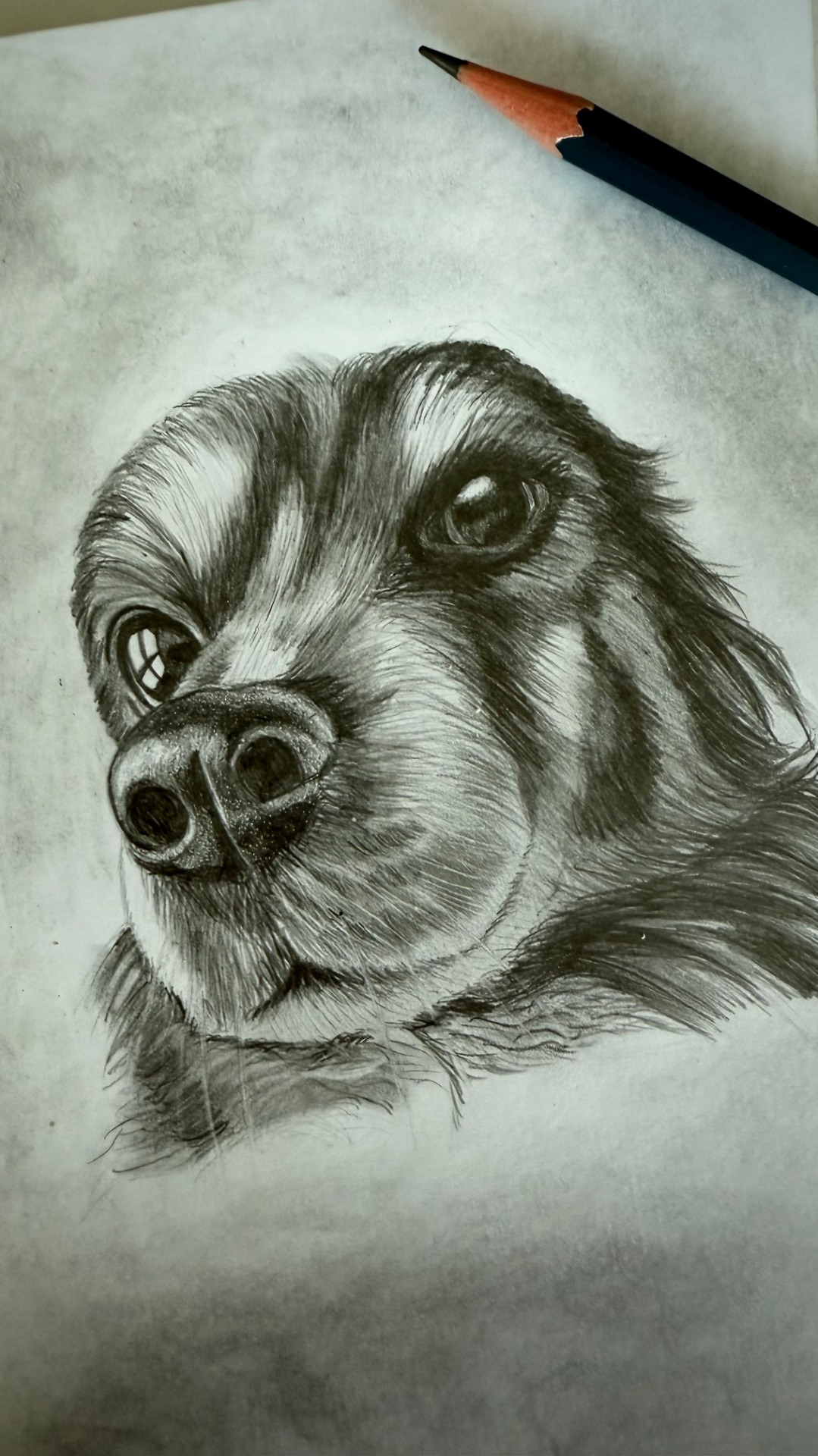 Sketch 🐶  #рисунок