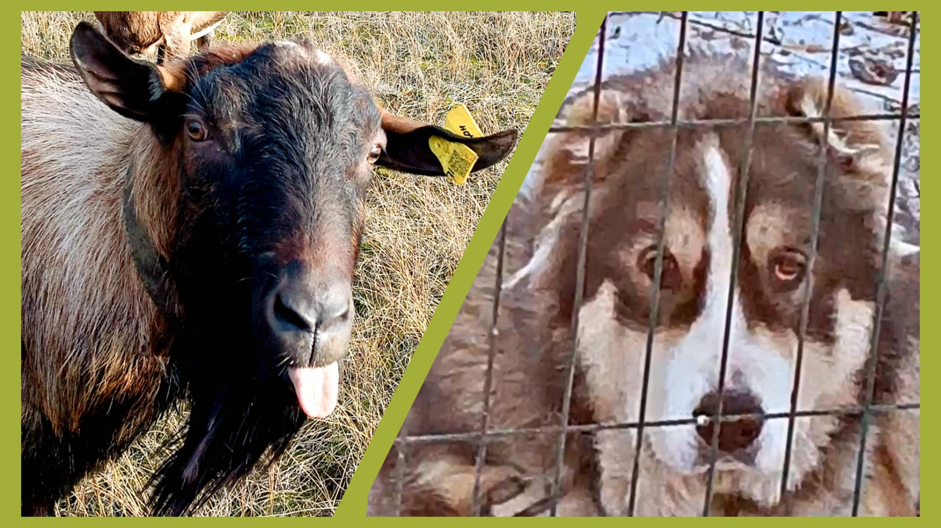 Вольер для алабая. Козлы наконец-то вышли гулять.