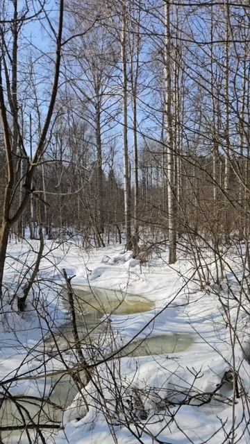 Весенний Барский лес речка Пажица в Ярославской области России