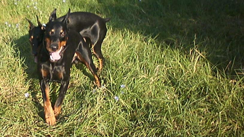 порода доберман собака доберман взрослый доберман