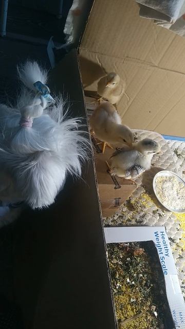 колыбельная от нашей нянечки