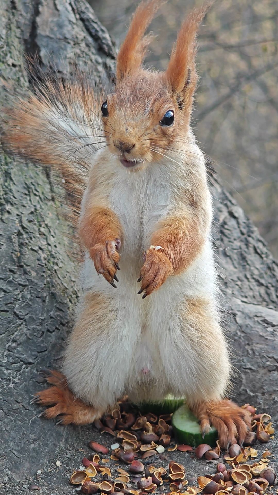 Белка позирует