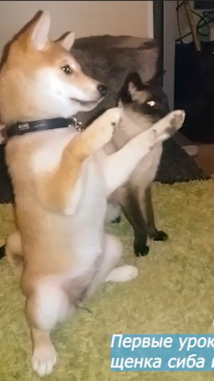Первые уроки щенка сиба ину #Shortvideo