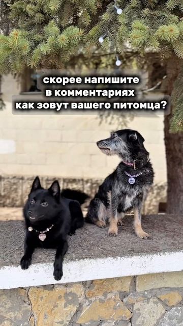 как зовут питомца