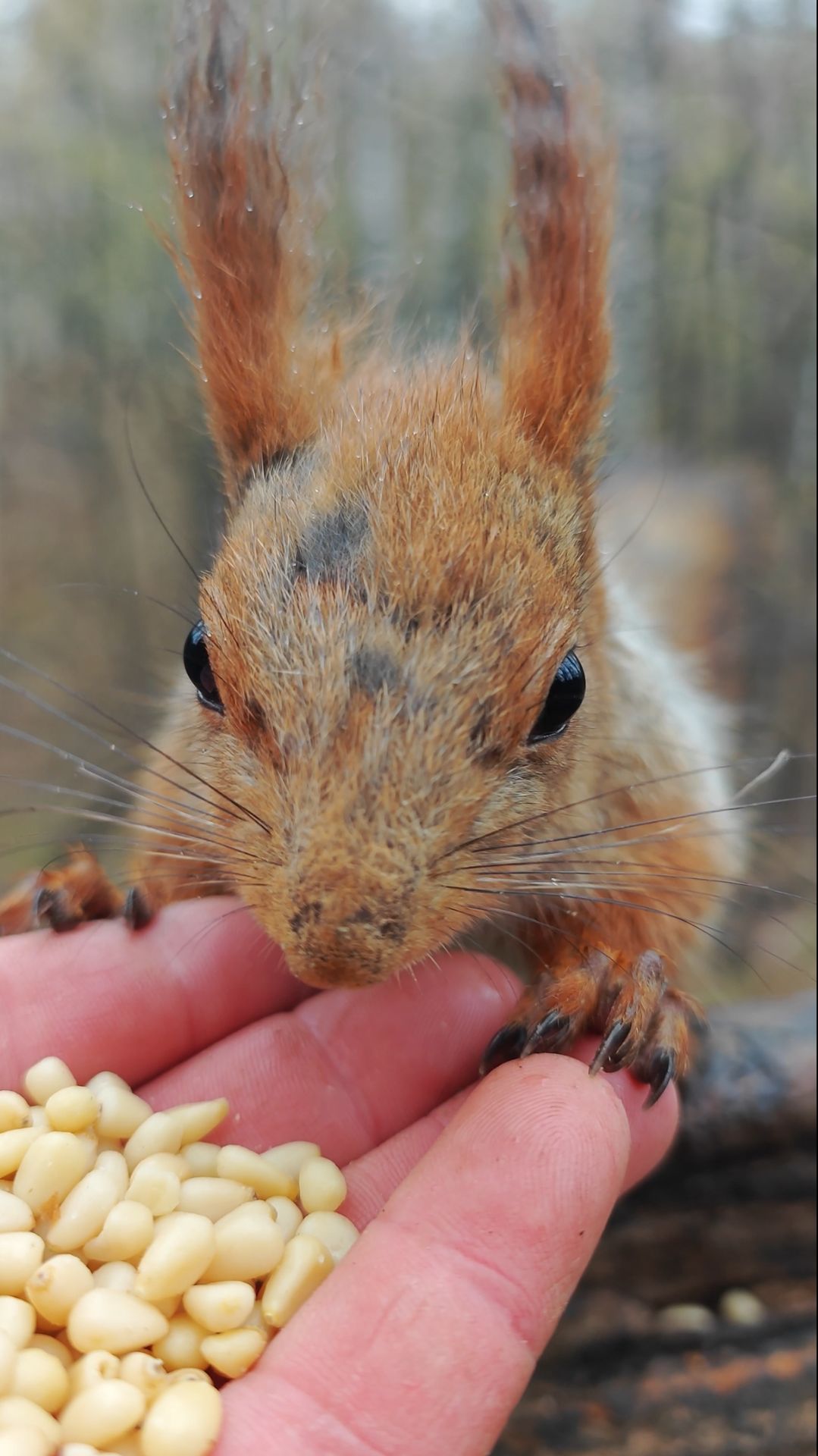Голодная белка