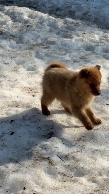 Клуб Суомен ГОЛД 20.01.26 Club Suomen GOLD Dob 20.01.26